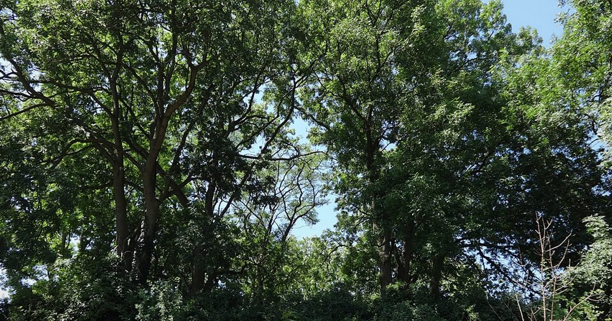 Kościół parafii Kościół św. Katarzyny w Kołczewo — zdjęcie