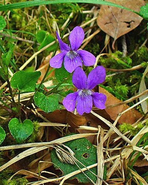 Viola