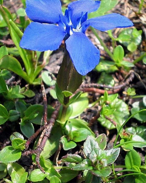 Gentian