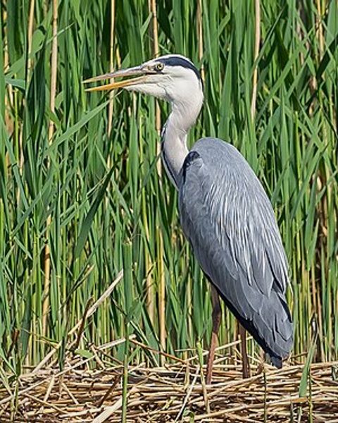 Heron